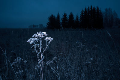 Dried grass in late autumn evening with artificial light. abstract autumn scenery.