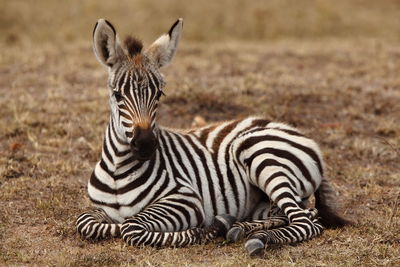 Portrait of zebras on field