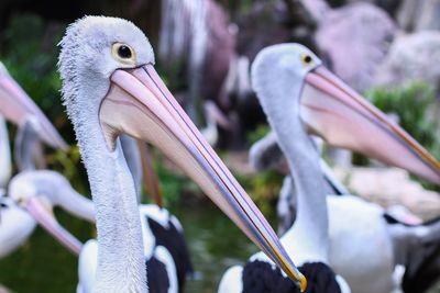 Close-up of pelican