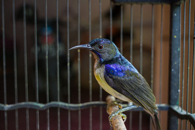 Close-up of bird perching on railing