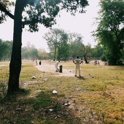 Trees in park