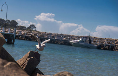 Seagull flying over sea against sky