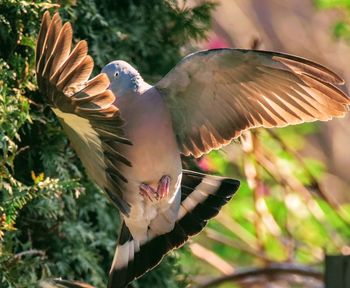 Close-up of bird flying