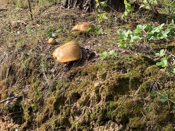 High angle view of mushroom growing on field