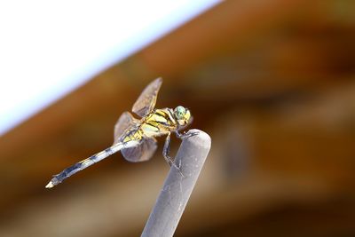 Close-up of bee