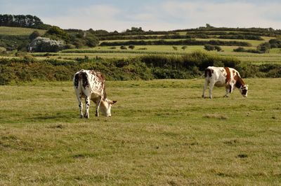 Cows grazing in a field