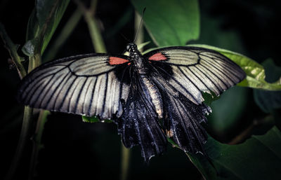 Close-up of butterfly pollinating on flower