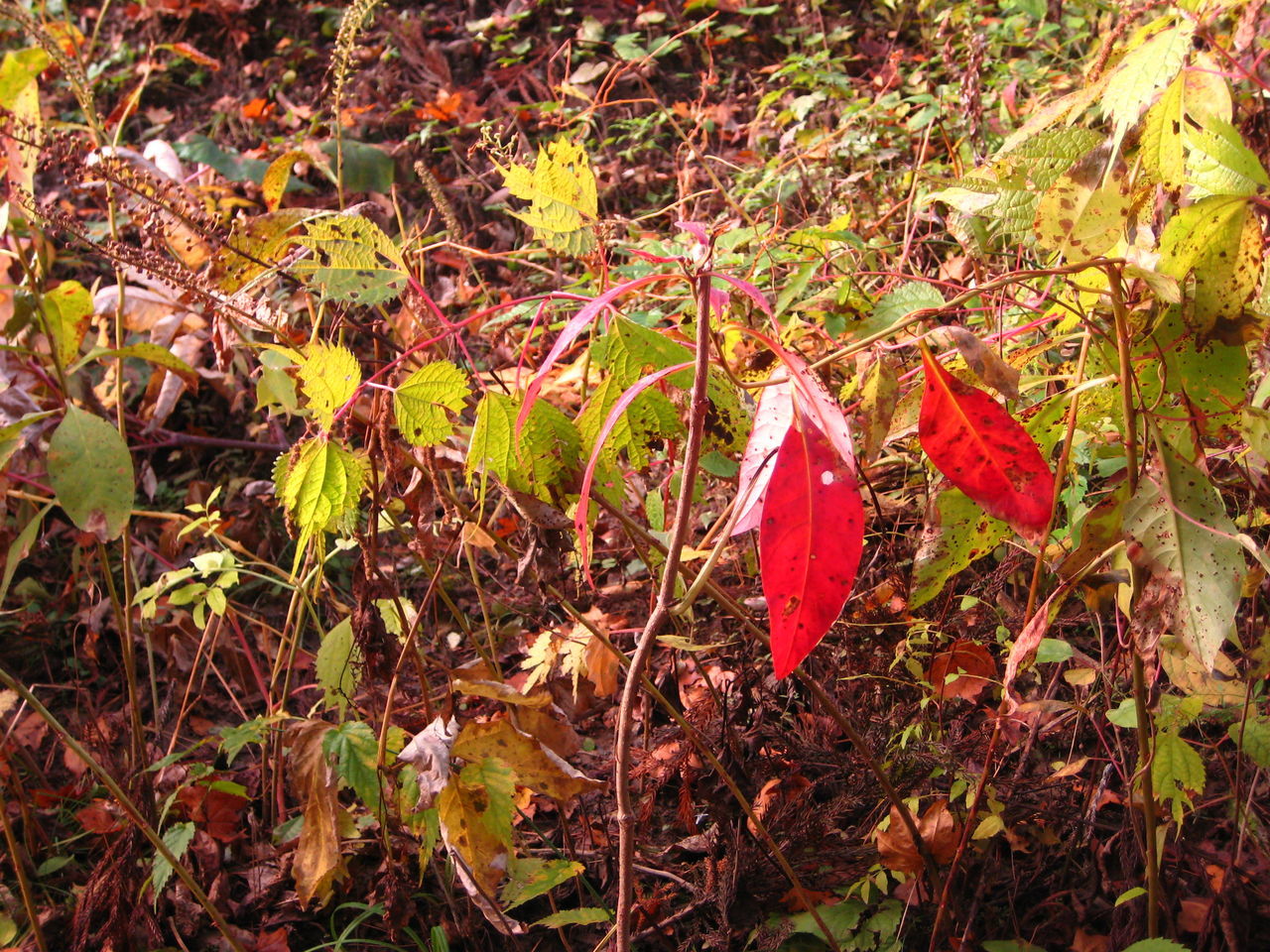 CLOSE-UP OF FRESH PLANTS IN PARK