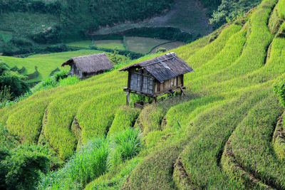 Beautiful landscape yellow rice filed terraces at lao chai, sapa, vietnam