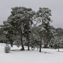 Trees on snow covered field against sky