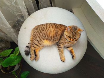 High angle view of cat sleeping