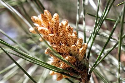 Close-up of dry flower on plant