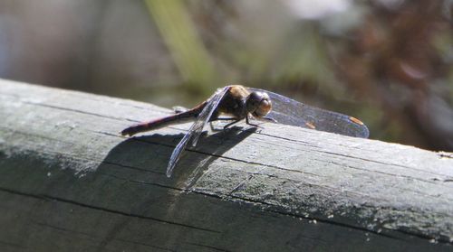 Close-up of insect on wood