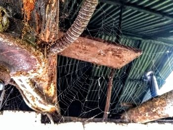 Close-up of spider on web