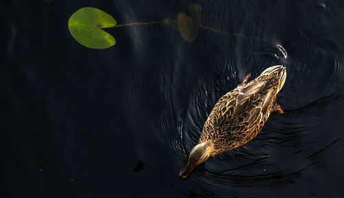 Directly above shot of mallard duck swimming on lake