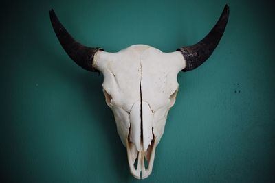 Close-up of animal skull