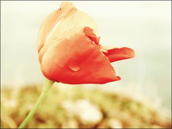 Close-up of red flower