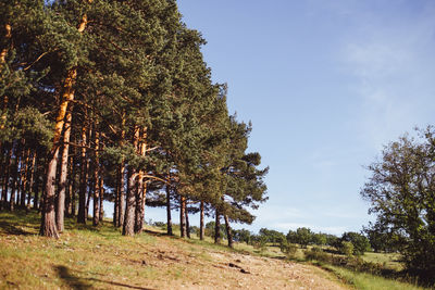 Trees in forest against sky