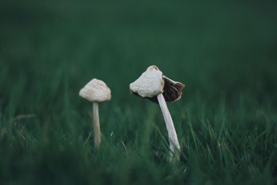 Close-up of mushroom on field