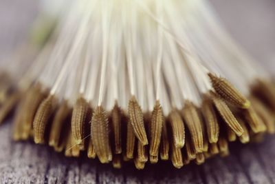 Close-up of flowers on table