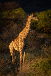 Southern giraffe stands in bushes at dusk