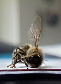 Close-up of bee on a table