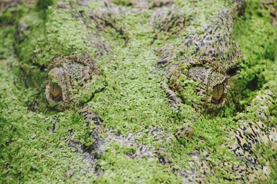 Close-up of lizard