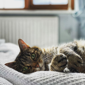 Portrait of a cat resting