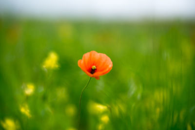 Close-up of poppy blooming on field