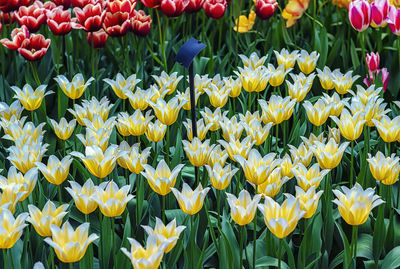 Close-up of yellow tulips on field