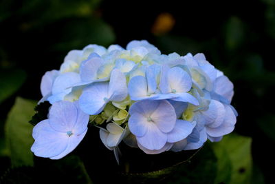 Close-up of hydrangea blooming outdoors