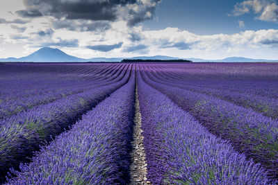 View of field against cloudy sky