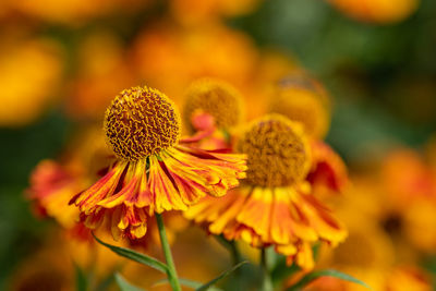 Close up of common sneezeweed flowers in bloom