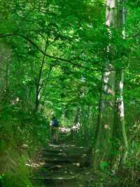 Man walking on tree in forest