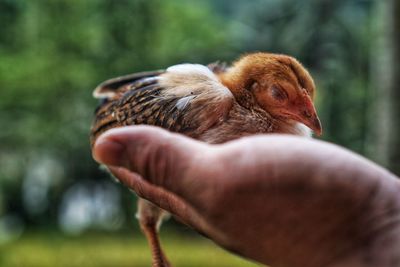 Close-up of hand holding bird