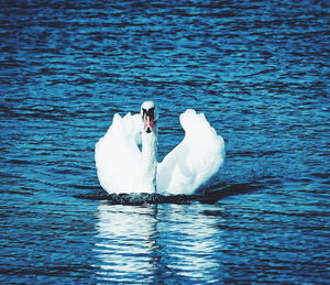 Swans swimming in lake