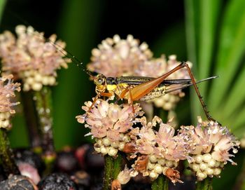 Close-up of butterfly pollinating on flower