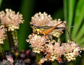 Side view katydid insect on a bunch of flowers, taken in the malaysian forest