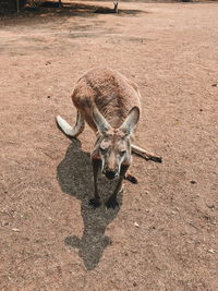 High angle view of deer on field