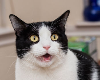 Close-up portrait of a cat