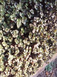 High angle view of ivy growing on plant