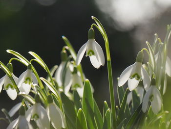 Close-up of white flowering plants on field