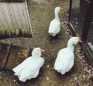 High angle view of white birds