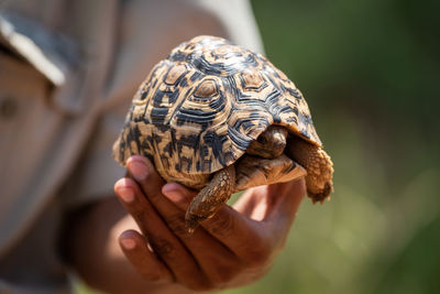 Man holds leopard tortoise hiding in shell