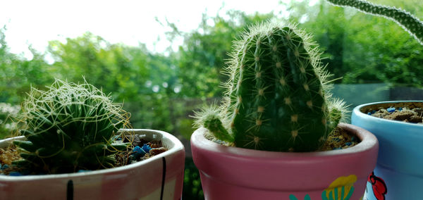 Close-up of succulent plant in pot