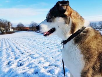 Dog on snow against sky