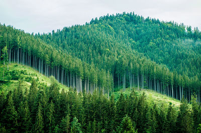 Plants growing on field against sky