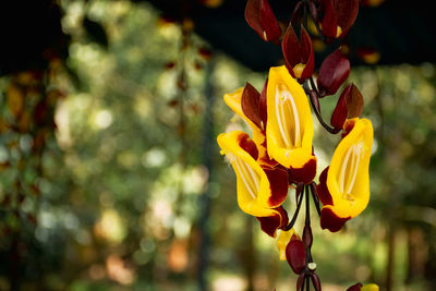 Close-up of yellow flowering plant