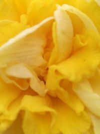 Full frame shot of yellow flower