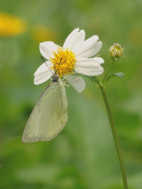 Close-up of butterfly pollinating on white flower